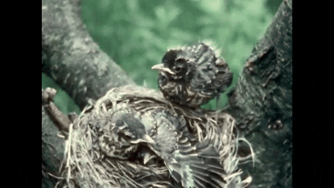 Robin Redbreast (1958).mp4.6.gif