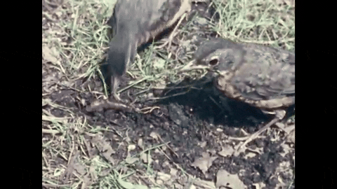 Robin Redbreast (1958).mp4.7.gif