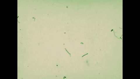 Safety Demonstration on the Wood Lathe (1970).mp4.10.gif