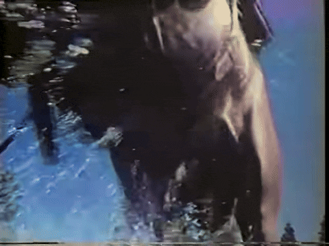 Sasquatch - The Legend Of Bigfoot (1976).mp4.2.gif