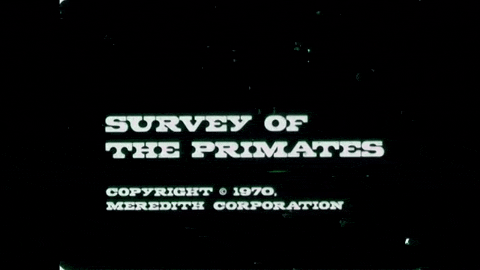 Survey of the Primates (1970).mp4.10.gif