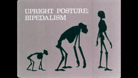 Survey of the Primates (1970).mp4.2.gif