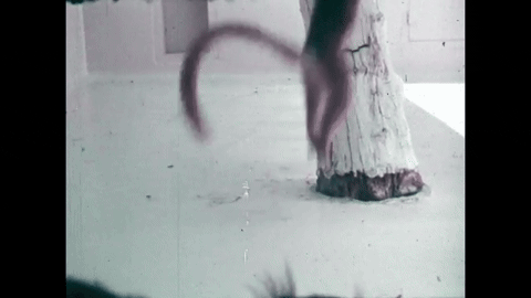 Survey of the Primates (1970).mp4.3.gif