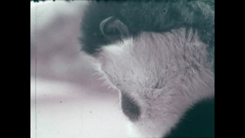 Survey of the Primates (1970).mp4.4.gif