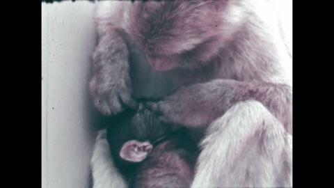 Survey of the Primates (1970).mp4.5.gif