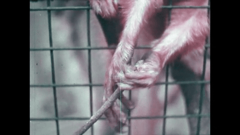 Survey of the Primates (1970).mp4.6.gif