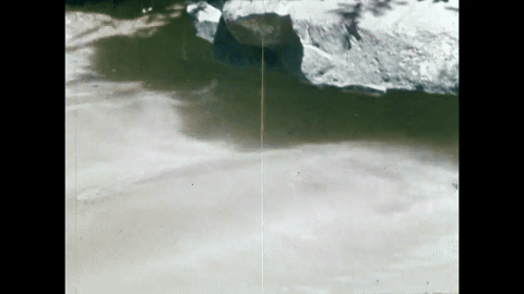 Survey of the Primates (1970).mp4.7.gif