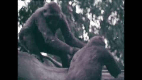 Survey of the Primates (1970).mp4.8.gif