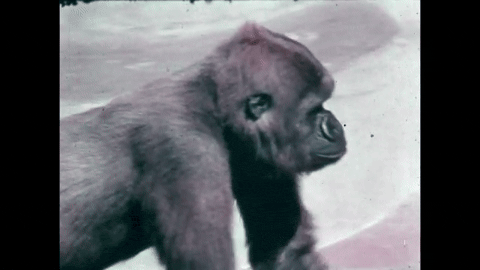 Survey of the Primates (1970).mp4.9.gif