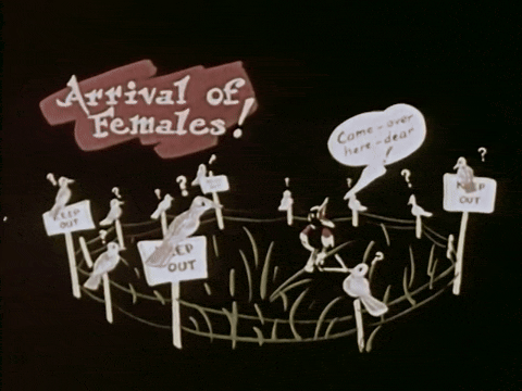 The Biography Of A Redwinged Blackbird (1946).mp4.1.gif