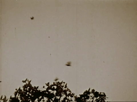 The Biography Of A Redwinged Blackbird (1946).mp4.10.gif