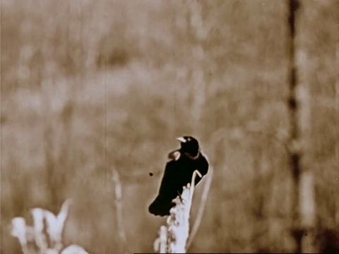 The Biography Of A Redwinged Blackbird (1946).mp4.2.gif