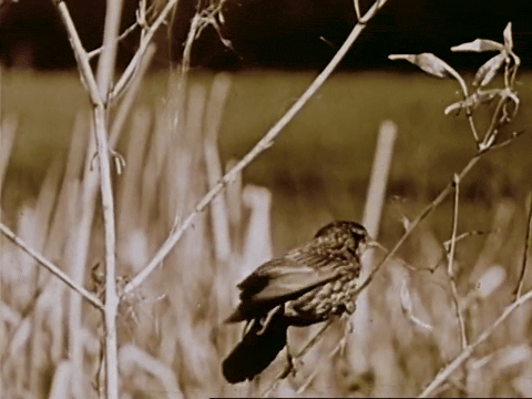 The Biography Of A Redwinged Blackbird (1946).mp4.3.gif