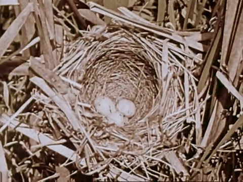 The Biography Of A Redwinged Blackbird (1946).mp4.4.gif