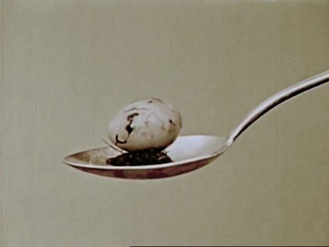 The Biography Of A Redwinged Blackbird (1946).mp4.5.gif