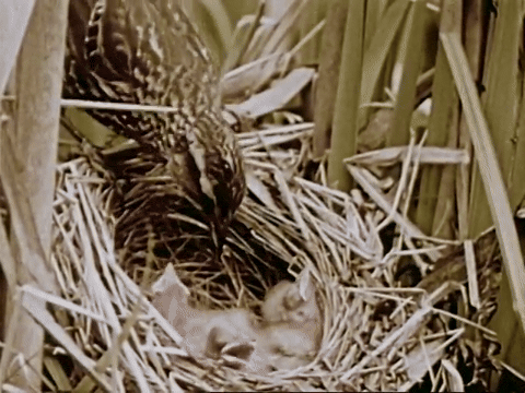 The Biography Of A Redwinged Blackbird (1946).mp4.6.gif