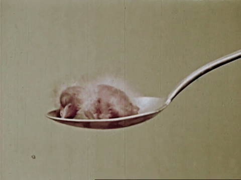 The Biography Of A Redwinged Blackbird (1946).mp4.7.gif