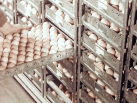 The Chicken of Tomorrow (1948).mp4.3.gif