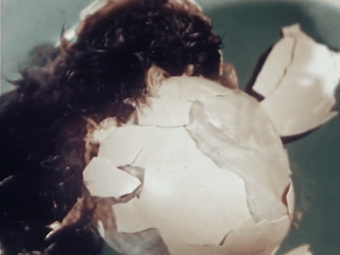 The Chicken of Tomorrow (1948).mp4.4.gif