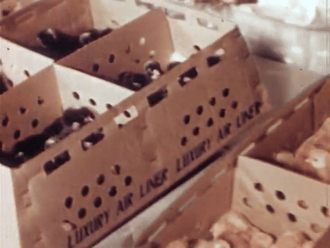 The Chicken of Tomorrow (1948).mp4.5.gif