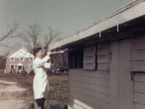 The Chicken of Tomorrow (1948).mp4.6.gif