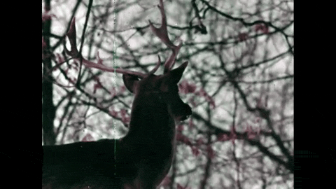 The Christmas Deer: A Legend Retold (1958).mp4.3.gif