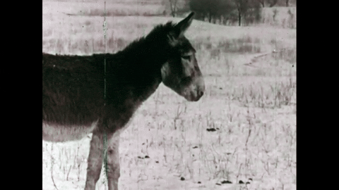 The Christmas Deer: A Legend Retold (1958).mp4.5.gif