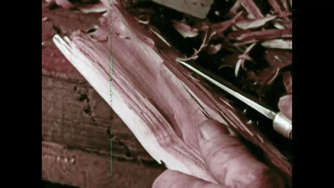 The Christmas Deer: A Legend Retold (1958).mp4.6.gif