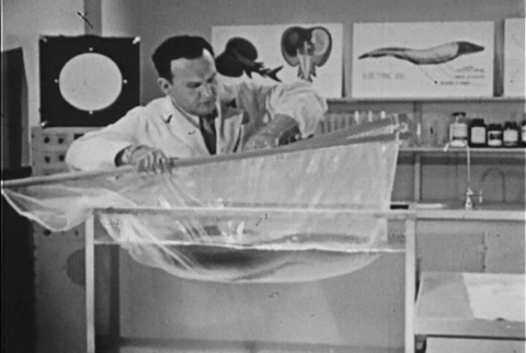 The Electric Eel (1954).mp4.3.gif