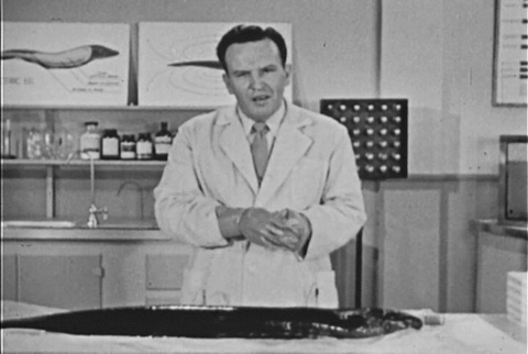 The Electric Eel (1954).mp4.5.gif