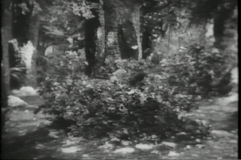 The Seven Dwarfs to the Rescue (1951).mp4.6.gif