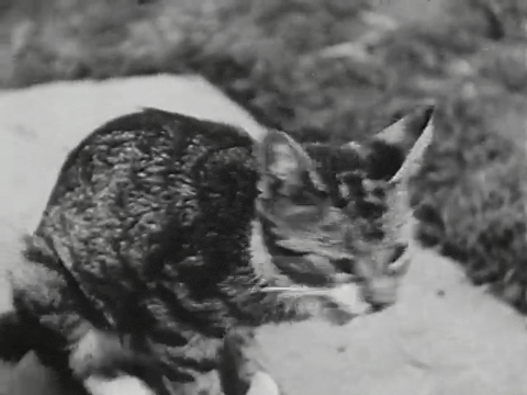 Three Little Kittens (1938).mp4.2.gif