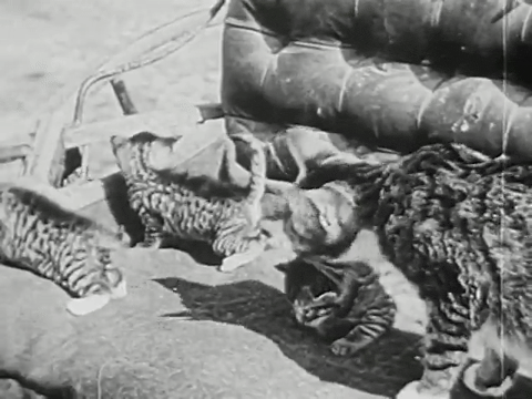 Three Little Kittens (1938).mp4.4.gif