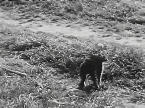Three Little Kittens (1938).mp4.7.gif