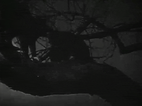 Three Little Kittens (1938).mp4.8.gif