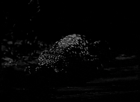 Trailer for The Giant Gila Monster (1959).mp4.3.gif