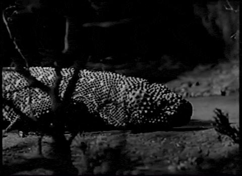 Trailer for The Giant Gila Monster (1959).mp4.4.gif
