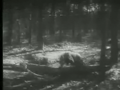 Trailer for The Killer Shrews (1959).mp4.7.gif