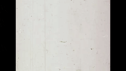 Whatever Is Fun (1973).mp4.10.gif