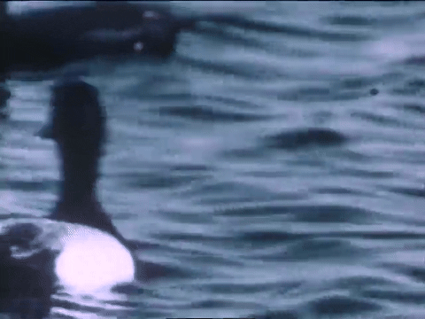 Wild Fowl In Slow Motion (1947).mp4.1.gif