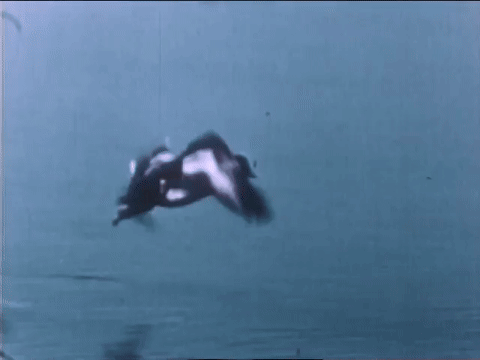 Wild Fowl In Slow Motion (1947).mp4.2.gif