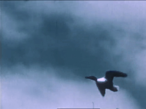 Wild Fowl In Slow Motion (1947).mp4.3.gif