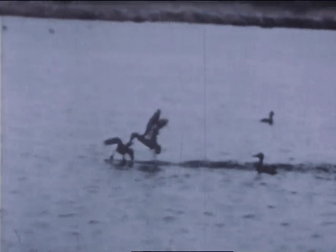 Wild Fowl In Slow Motion (1947).mp4.4.gif