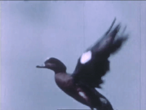 Wild Fowl In Slow Motion (1947).mp4.5.gif