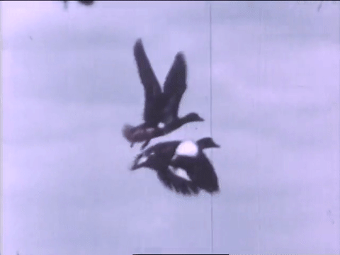 Wild Fowl In Slow Motion (1947).mp4.6.gif
