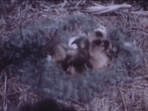 Wild Fowl In Slow Motion (1947).mp4.7.gif