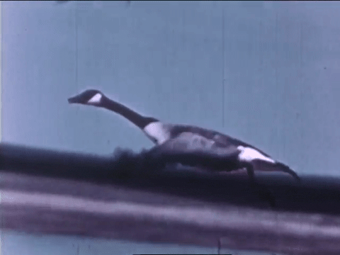 Wild Fowl In Slow Motion (1947).mp4.8.gif