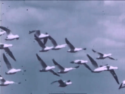 Wild Fowl In Slow Motion (1947).mp4.9.gif